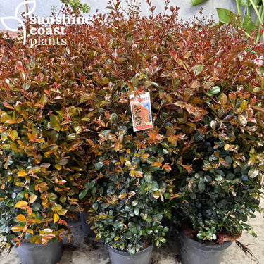 Lilly Pilly Syzygium Australe Big Red 300mm pot Plant