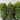 Lilly Pilly Syzygium Australe Resilience 400mm pot Plant