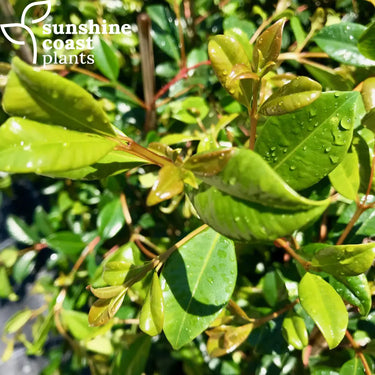 Lilly Pilly Syzygium Australe Resilience Plant