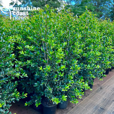 Lilly Pilly Syzygium Australe Resilience Plant