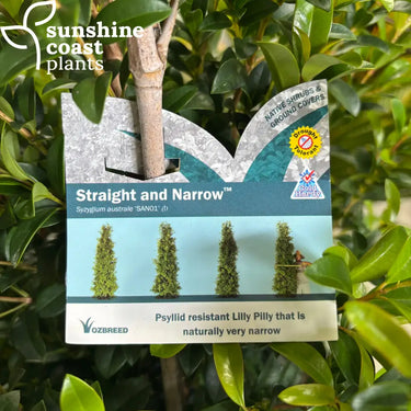 Lilly Pilly Syzygium Australe ’Straight & Narrow™️ Plant