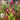 Lilly Pilly Syzygium Australe Winter Lights 140mm pot Plant