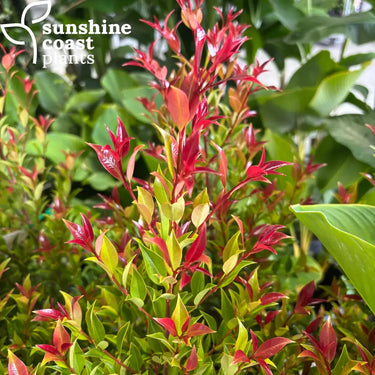Lilly Pilly Syzygium Australe Winter Lights 200mm pot Plant