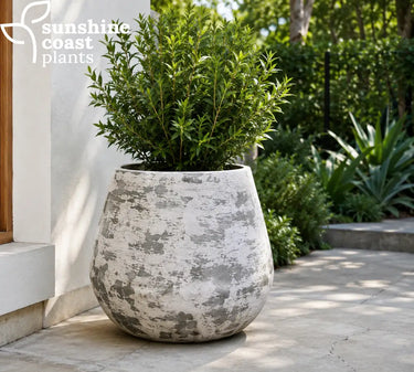 Siena Limestone pot