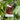 Liquidambar