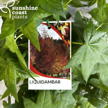 Liquidambar