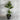 Liquidambar 300mm pot