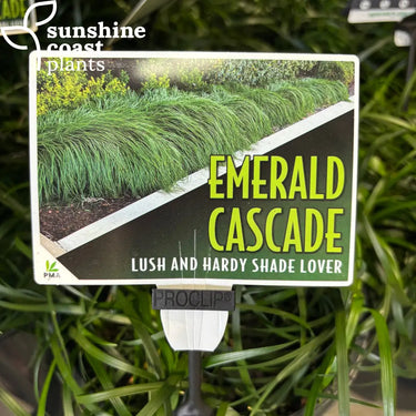 Liriope ‘Emerald Cascade’ Plant
