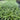 This large perennial makes an attractive, dark green groundcover and is accented with spikes of lilac purple blooms