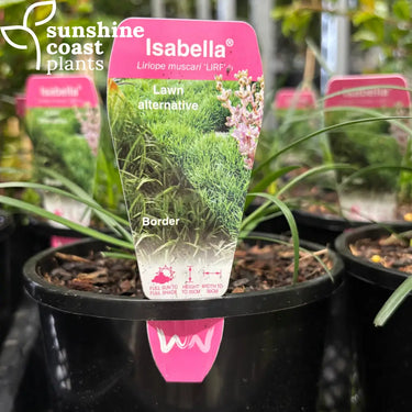 Liriope Muscari ‘Isabella’ 140mm pot Plant