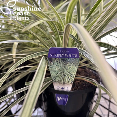 Liriope ’Stripey White’ 140mm pot Plant