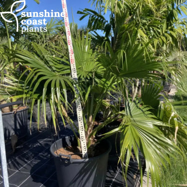 Livistonia Chinensis - Chinese Fan Palm 160Ltr pot Plant