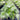 Livistonia Chinensis - Chinese Fan Palm 300mm pot Plant