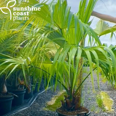 Livistonia Chinensis - Chinese Fan Palm 400mm pot Plant