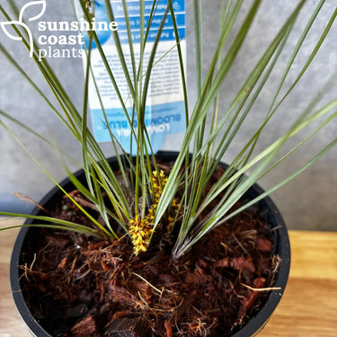 Lomandra ’Blooming Blue’ - 140mm pot - Plant