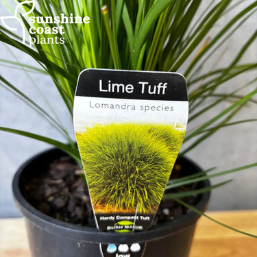Lomandra Lime Tuff Label