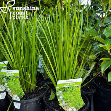 Lomandra ’Lime Tuff” - 140mm pot 