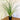 Lomandra ’Verday’ 140mm pot Plant