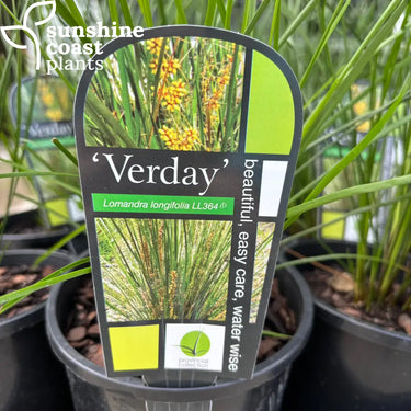 Lomandra ’Verday’ 140mm pot Plant