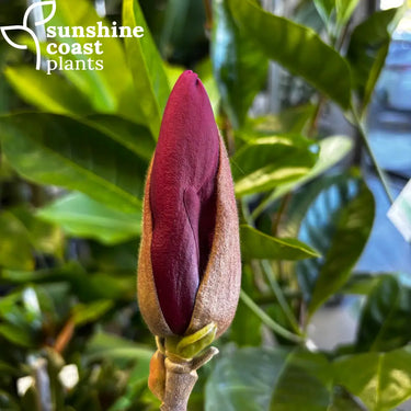 Magnolia Black Tulip bud