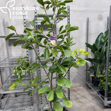 Magnolia Denudata 300mm pot