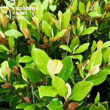 Magnolia grandiflora Little Gem Plant