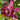Magnolia ’Stellar Ruby’ 400mm pot