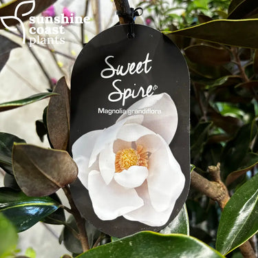 Magnolia Sweet Spire - Plant