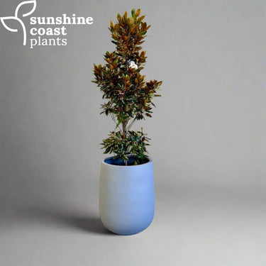 Magnolia Sweet Spire displayed in our Hamptons pot