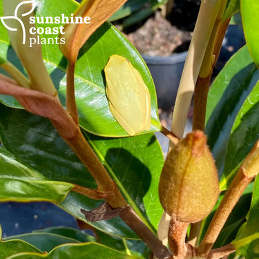 Magnolia ‘Sweet Spire’ with glossy green foliage and creamy-white fragrant flowers, ideal for smaller spaces and narrow garden beds.