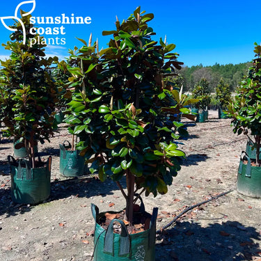 Magnolia grandiflora ’Teddy Bear’ 100Ltr bag 