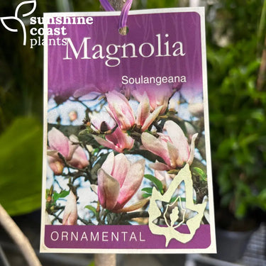 Magnolia x soulangeana