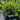 Metrosideros collina ’Little Dugald’ 200mm Plant