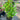 Michelia Figo - Port Wine Magnolia 200mm pot Plant