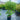 Michelia Figo - Port Wine Magnolia 300mm pot Plant