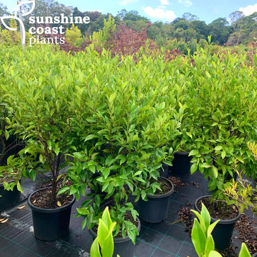 Michelia Figo - Port Wine Magnolia Plant