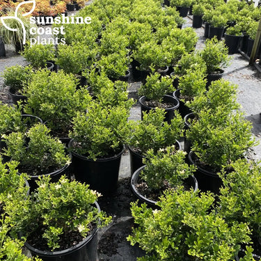 Murraya Min a Min - Dwarf Mock Orange Plant