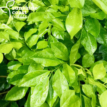 Murraya paniculata - Mock Orange Plant