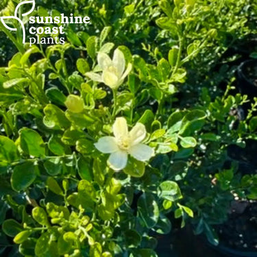 Murraya paniculata Sweet Privacy Flower