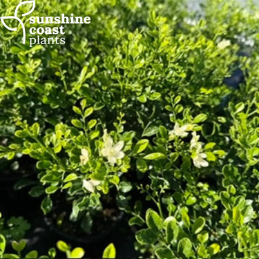 Murraya paniculata Sweet Privacy Hedge