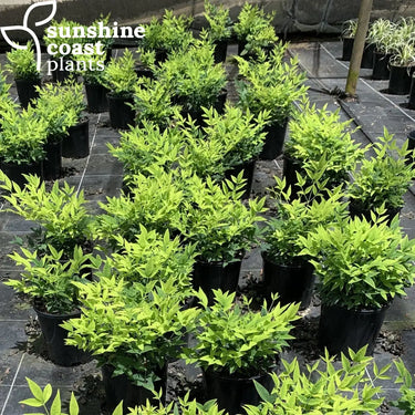 Nandina Magical Lemon Lime™ Plant