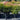 Nandina Moon Bay 140mm pot Plant
