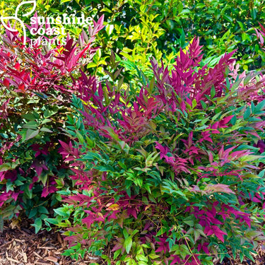 Nandina Obsession™ - Plant