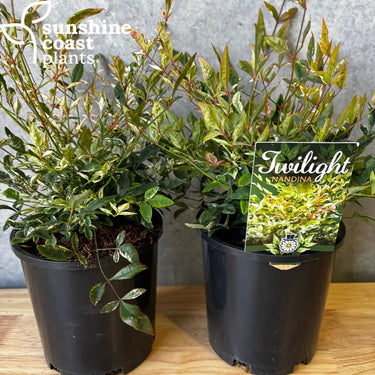 Nandina Twilight - 140mm pot - Plant