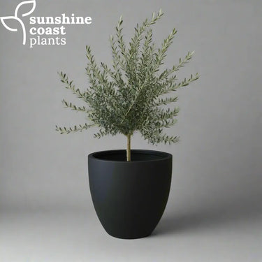 Frantoio Olive in our Riviera Egg Pot
