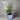 Manzanillo Olive Tree in our Coastline Planter