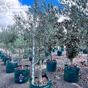 Olive "Manzanillo" 100Ltr bag