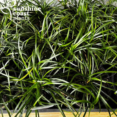 Mondo Grass foliage