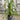 Pandanus Pedunculatus - Screw Pine 400mm pot/45Ltr bag Plant