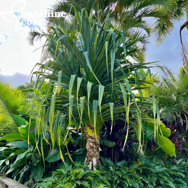 screw palm plant Pandanus Pedunculatus - Screw Pine